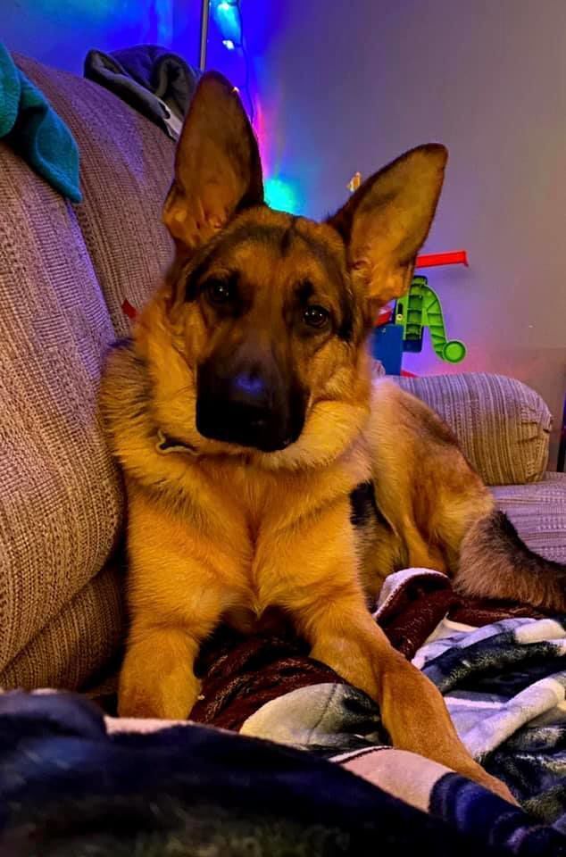 Einstein, submitted by Cathi Stewart